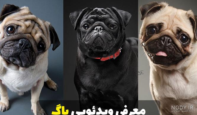 آشنایی با سگ پاگ همه نکاتی که در نگهداری از سگ پاگ باید بدانید