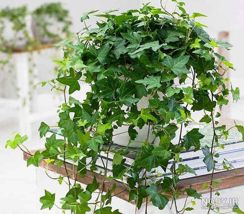 راهنمای صفر تا صد پرورش و نگهداری پیچک در خانه + مشکلات