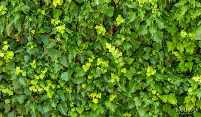 راهنمای کامل نگهداری و تکثیر گیاه پاپیتال یا پیچک معمولی در خانه ...