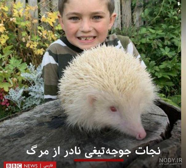 عکس جوجه تیغی خانگی
