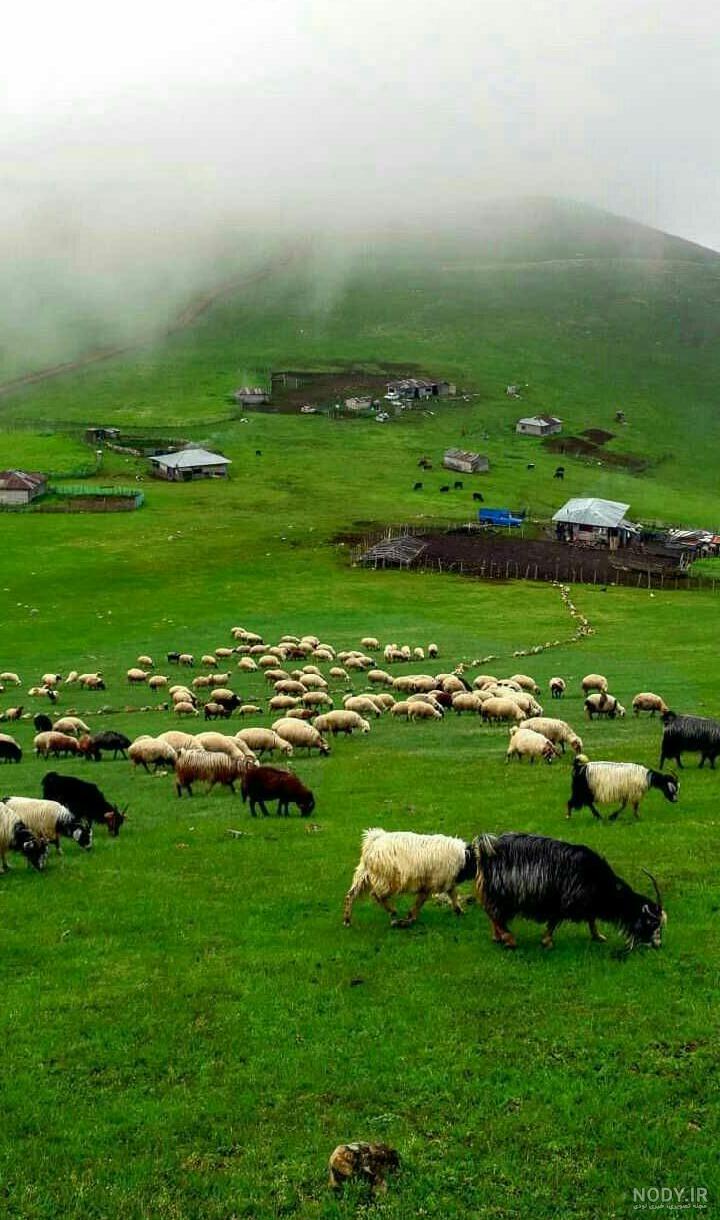 عکس های زیبا از طبیعت سبز جهان عکس های زیبا از طبیعت سبز جهان