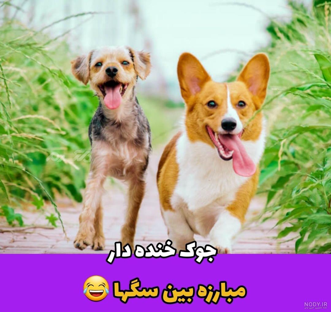 عکس سگه خنده دار عکس سگه خنده دار