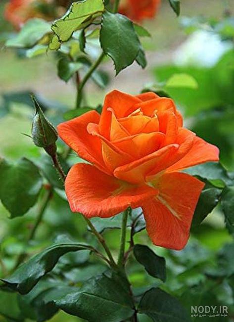 عکس پروفایل گل زیبا و شیک، خاص و جدید دخترانه برای واتساپ و تلگرام