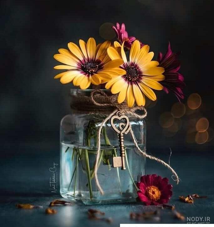 عکس گل رز برای پروفایل اینستاگرام، تلگرام و واتساپ عکس گل رز برای پروفایل اینستاگرام، تلگرام و واتساپ