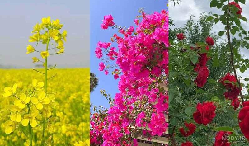 عکس گل رز برای پروفایل اینستاگرام، تلگرام و واتساپ