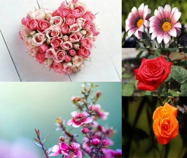 عکس گل های زیبا برای پروفایل واتساپ