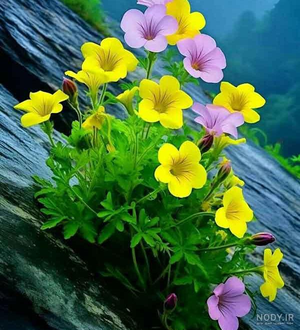 عکس گل 1403 | عکس گل بسیار زیبا برای پروفایل شاد | عکس گل برای ...