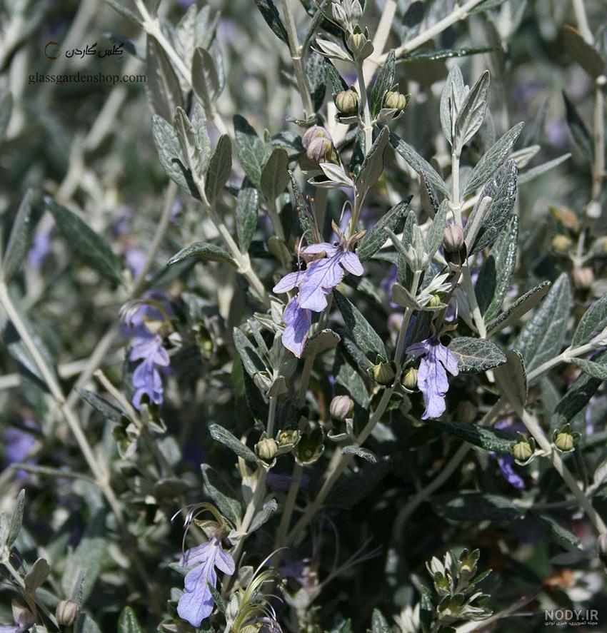 عکس گل مریم نخودی