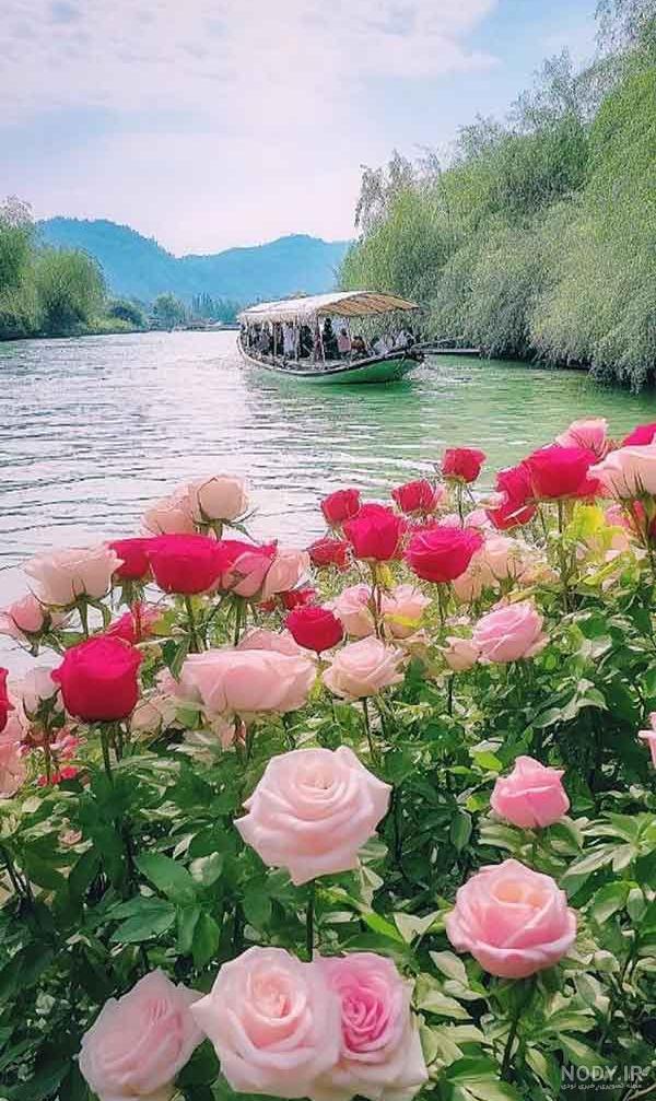 عکس گلهای خاص و زیبا