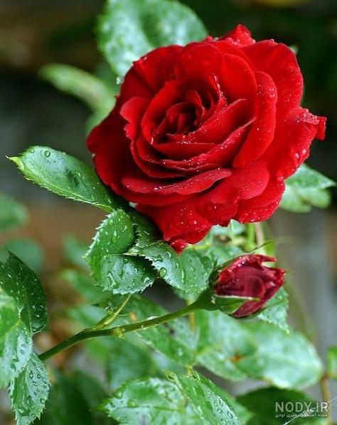 عکس های گلهای زیبا برای پروفایل