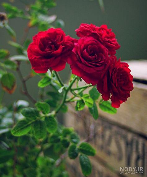 عکس گلهای زیبا - عکس نودی