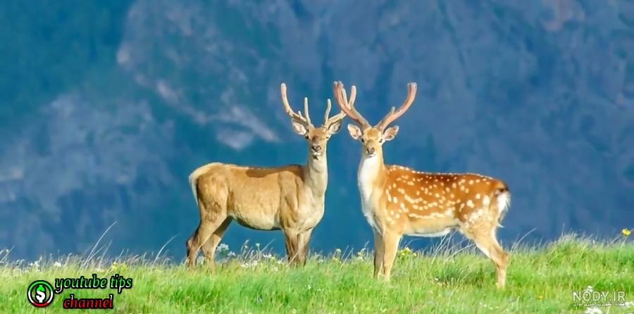 فیلم عکس های طبیعت