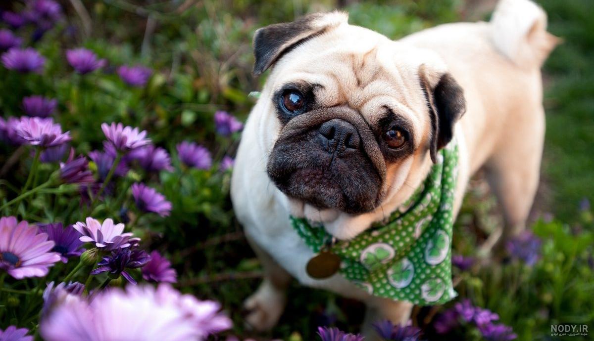 مشخصات کامل، قیمت و خرید نژاد سگ پاگ (Pug) | پت راید
