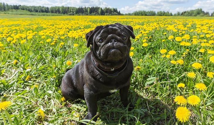 مشخصات کامل، قیمت و خرید نژاد سگ پاگ (Pug) | پت راید