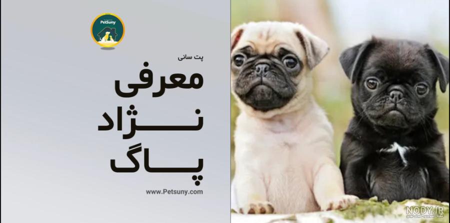 معرفی سگ نژاد پاگ | پت شاپ آنلاین پت آباد