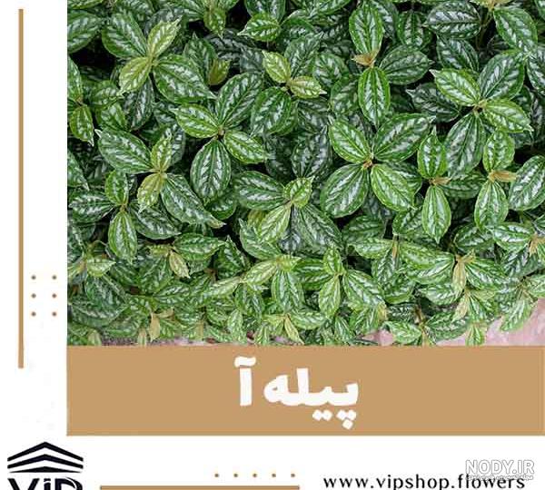 نگهداری و پرورش گیاه پیچک | گل گیفت