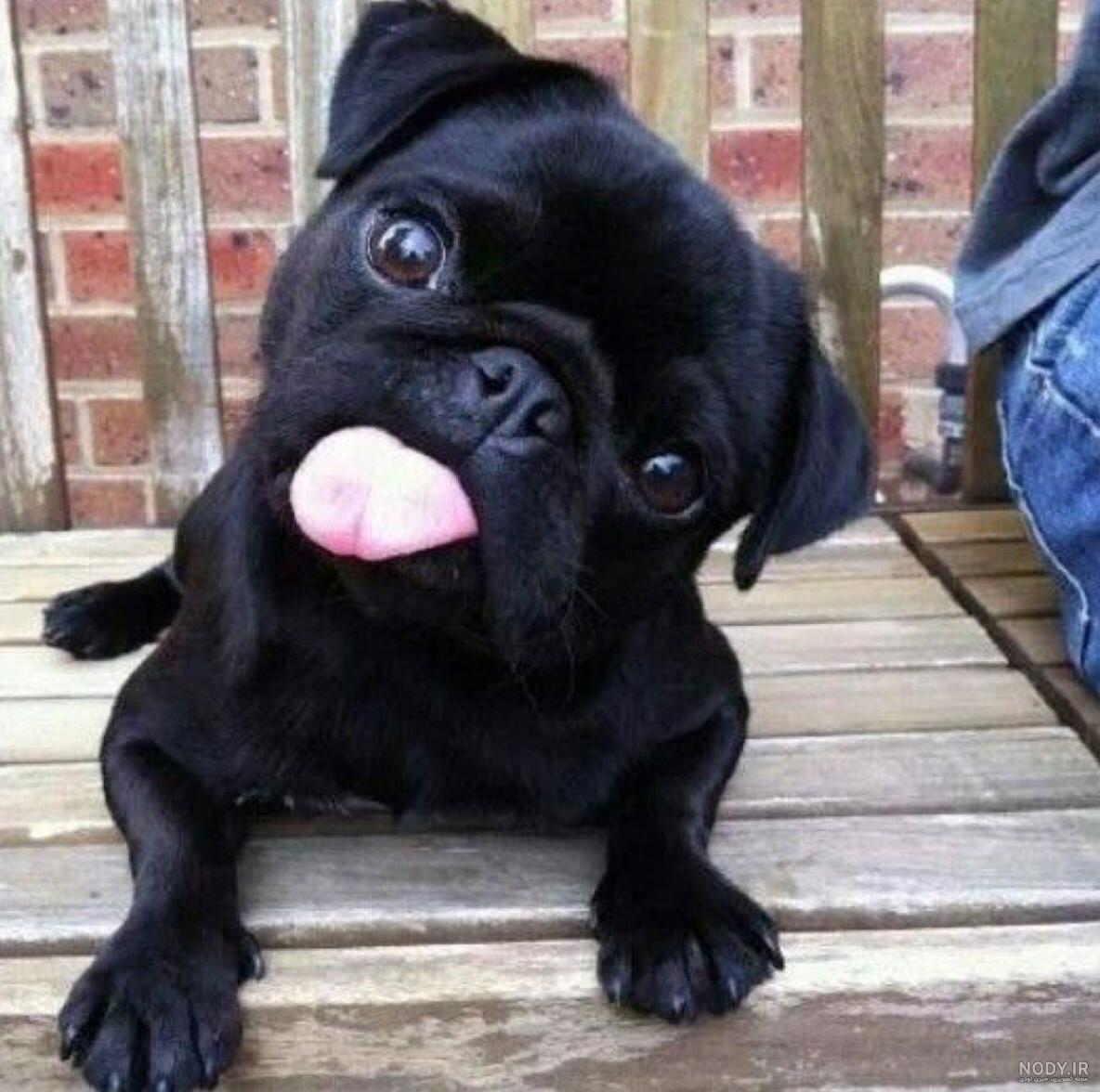 ویدئو معرفی نژاد سگ پاگ (pug)+ قیمت روز | همیارپت