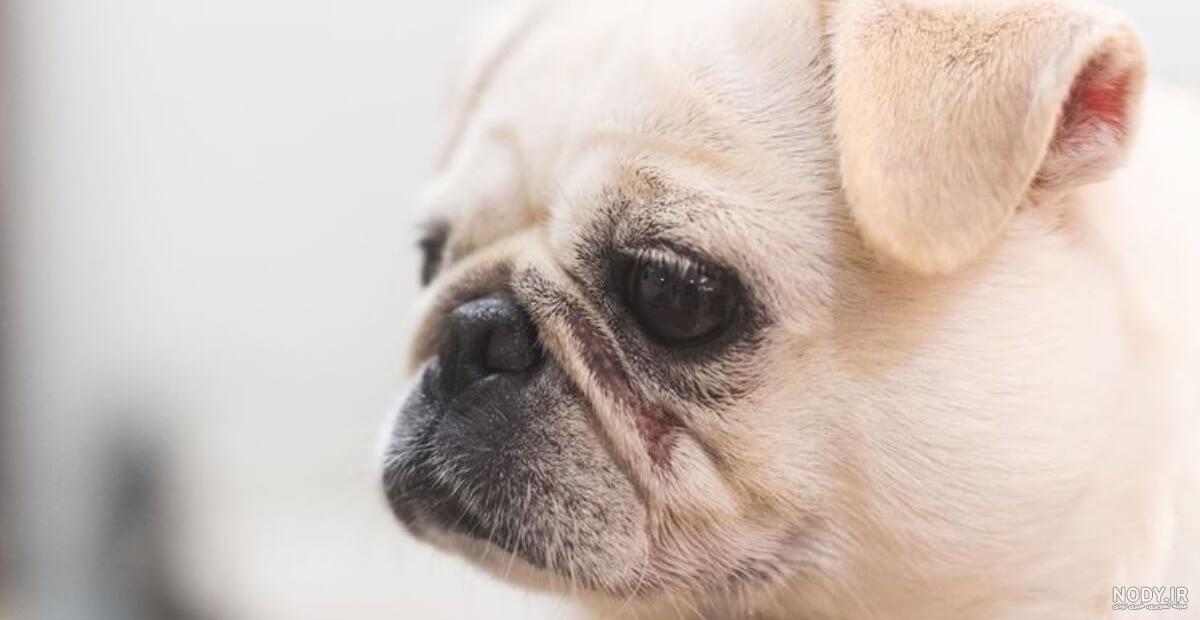 ویدئو معرفی نژاد سگ پاگ (pug)+ قیمت روز | همیارپت