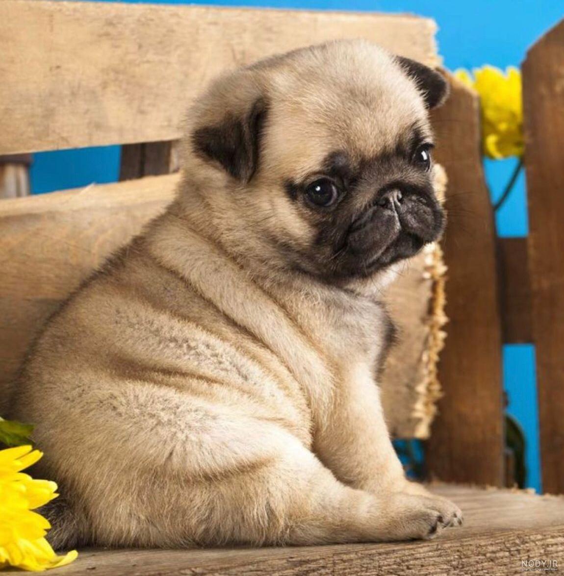 ویدئو معرفی نژاد سگ پاگ (pug)+ قیمت روز | همیارپت