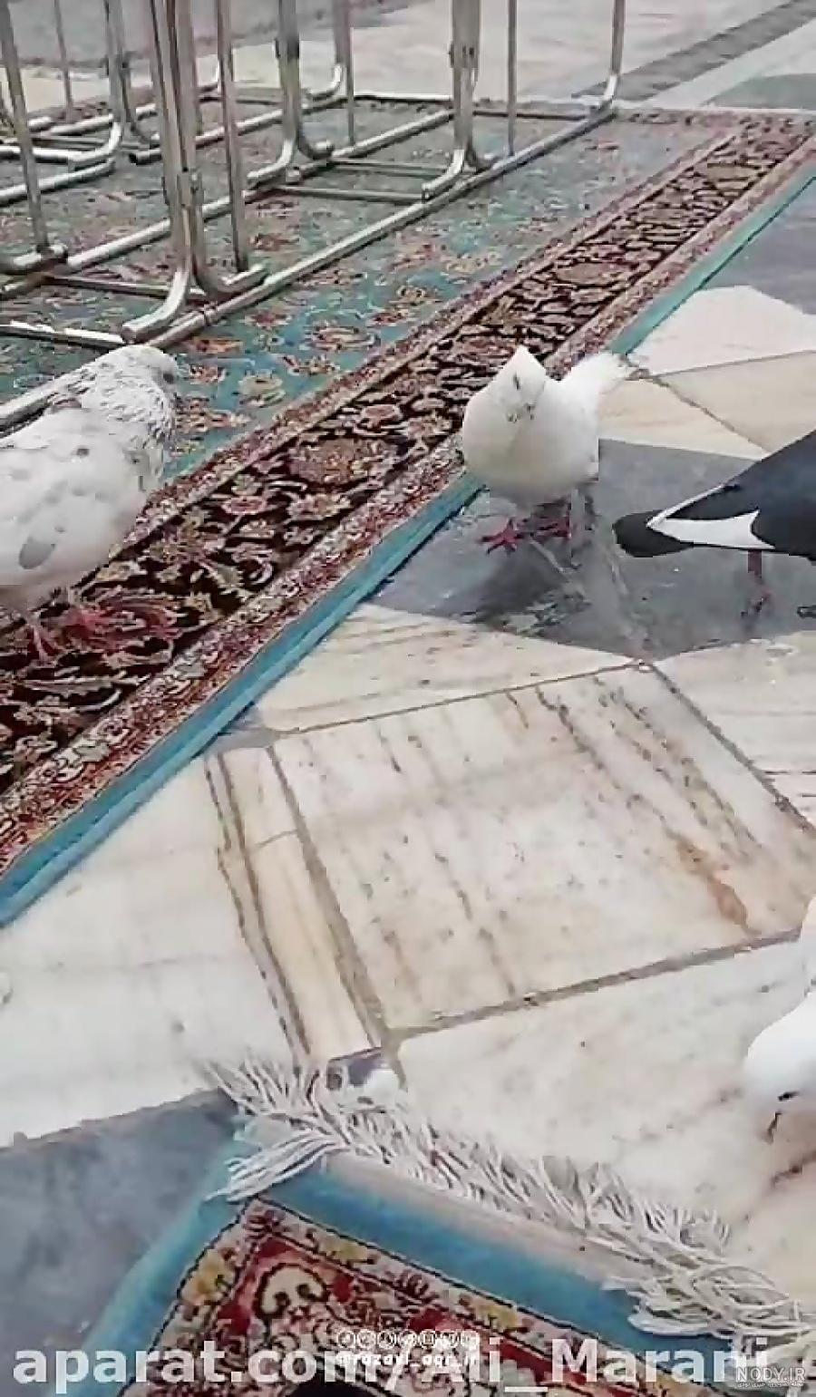 عکس خفن عکس حرم امام رضا با کبوتر برای پروفایل واتساپ