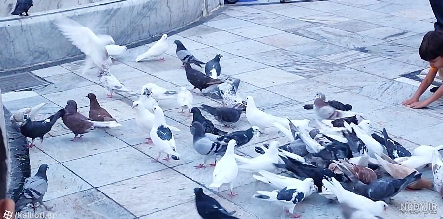 عکس خفن عکس حرم امام رضا با کبوتر برای پروفایل واتساپ