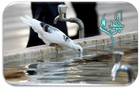 عکس حرم امام رضا برای پروفایل