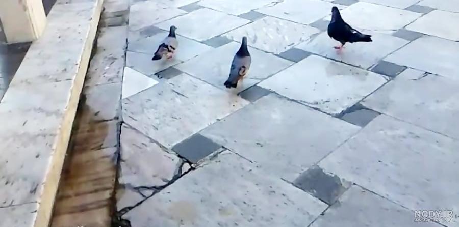 عکس حرم امام رضا برای پروفایل