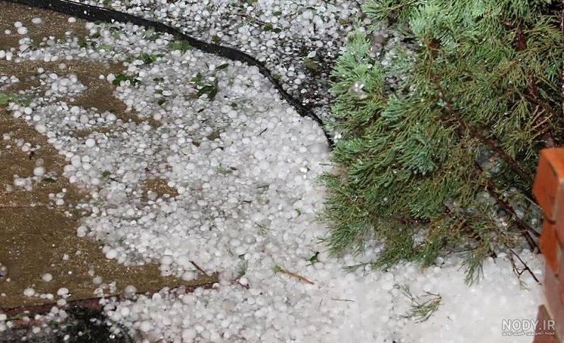 عکس خفن عکس حرم امام رضا با کبوتر برای پروفایل واتساپ