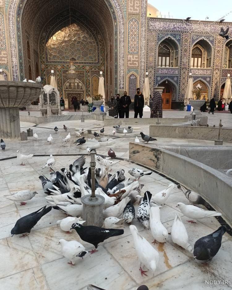 عکس خفن عکس حرم امام رضا با کبوتر برای پروفایل واتساپ