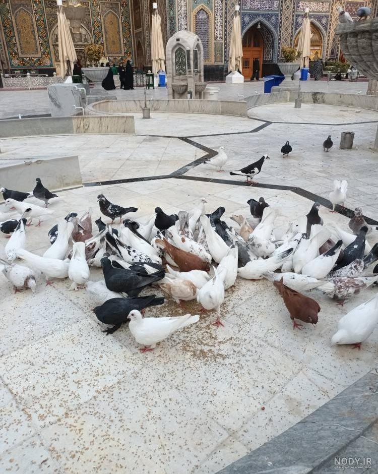 عکس حرم امام رضا برای پروفایل