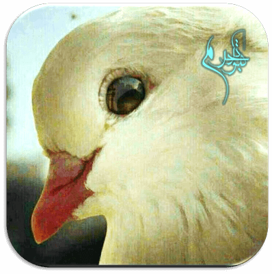 عکس حرم امام رضا برای پروفایل