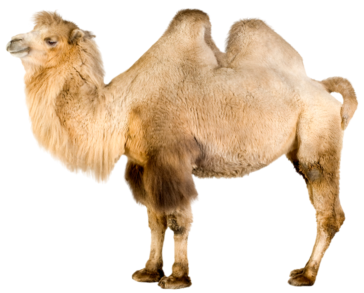 The best-selling product Camel, dagne dover camel The best-selling product Camel, dagne dover camel