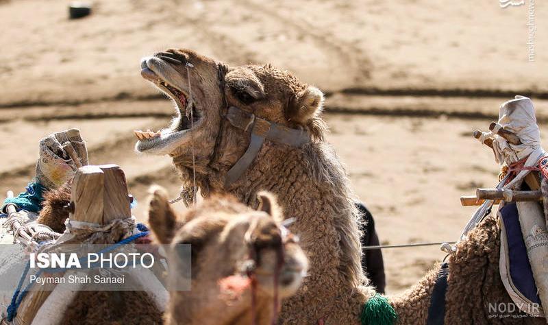 Camel transparent background 12893827 PNG Camel transparent background 12893827 PNG