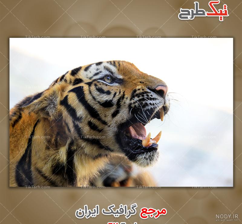 آلبوم عکس زیبای ببر خفن برای پروفایل - تــــــــوپ تـــــــــاپ