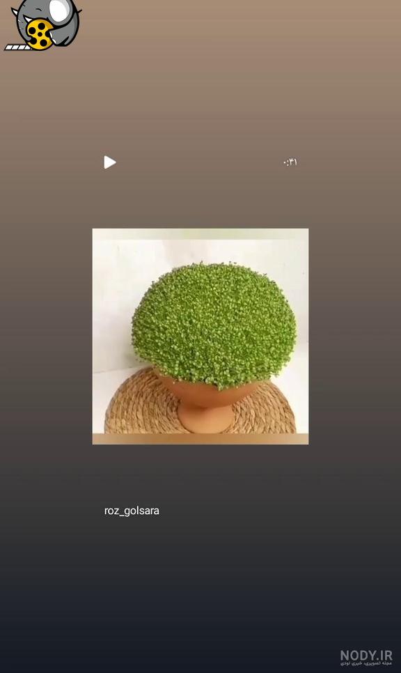 آموزش سبزه عید 1401 با تخم شربتی و ریحون آموزش سبزه عید 1401 با تخم شربتی و ریحون