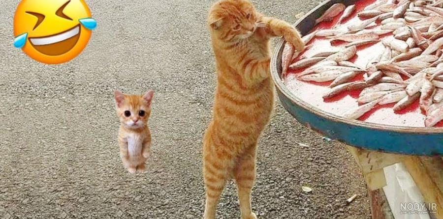 بازی نینی کوچولو با گربه ملوس بازی نینی کوچولو با گربه ملوس