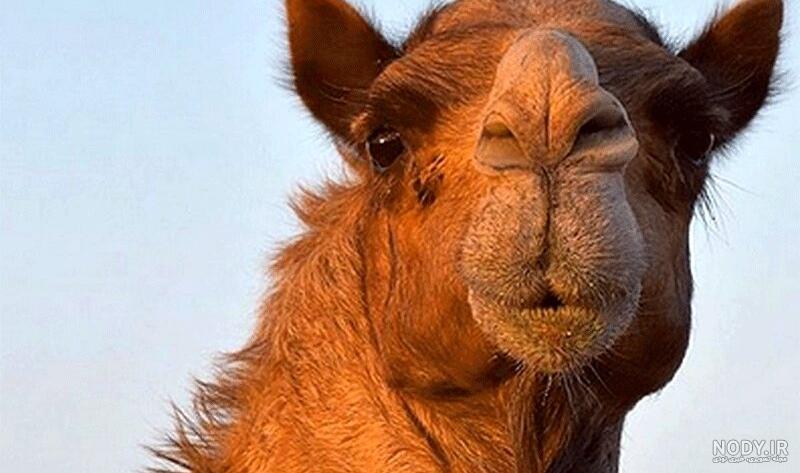 جالب ترین عکس های شتر برای پروفایل - پروفایل ناب | مجله تفریحی و آموزشی جالب ترین عکس های شتر برای پروفایل - پروفایل ناب | مجله تفریحی و آموزشی