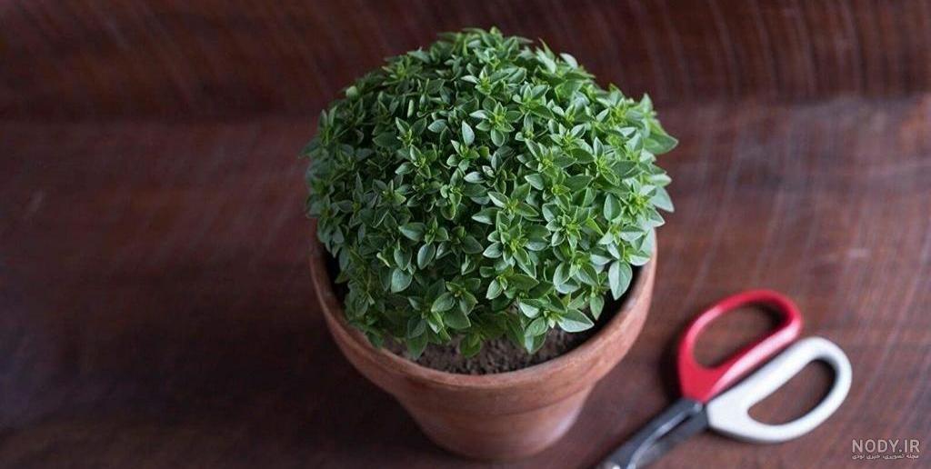 طرز تهیه سبزه تخم شربتی ساده و خوشمزه توسط ŠÖhä - کوکپد طرز تهیه سبزه تخم شربتی ساده و خوشمزه توسط ŠÖhä - کوکپد
