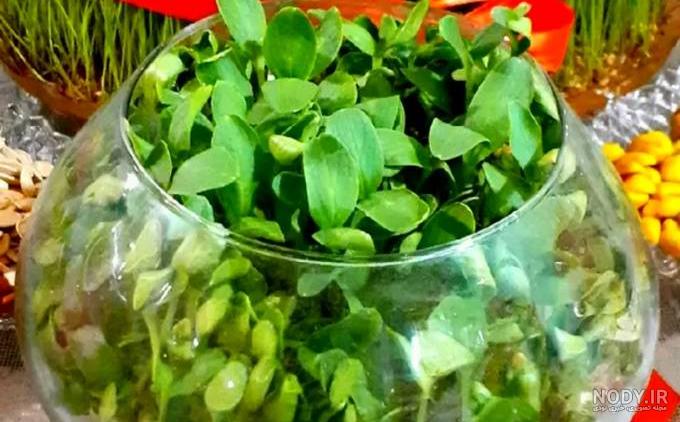 طرز تهیه سبزه عید با دانه چیا [تخمه شربتی] روی بطری، کوزه و اسفنج