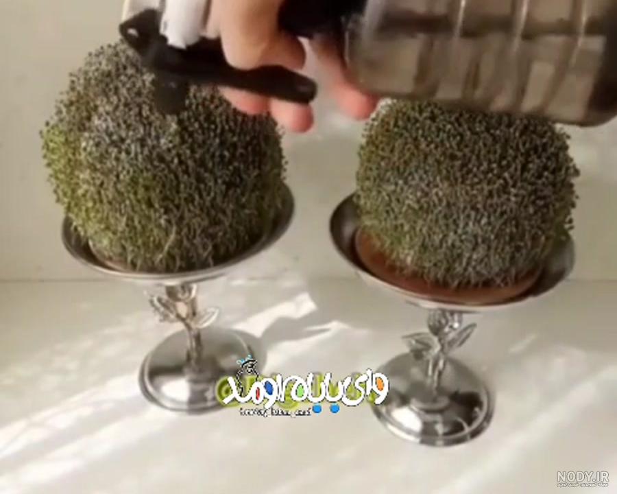طرز تهیه سبزه عید با دانه چیا [تخمه شربتی] روی بطری، کوزه و اسفنج