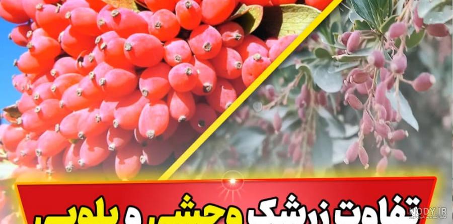 عکس آب زرشک کوهی