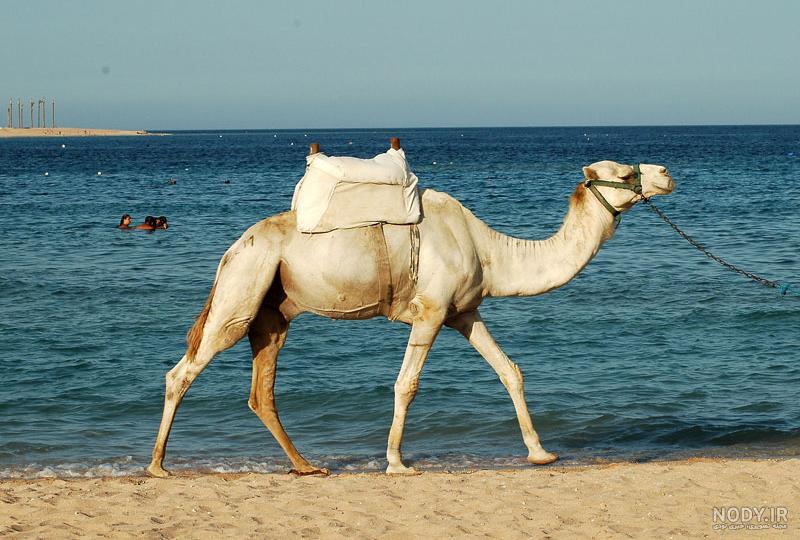 عکس از لب شتر ️ [ بهترین تصاویر ]