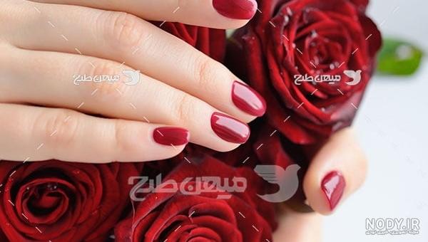 عکس با شاخه گل رز عکس با شاخه گل رز