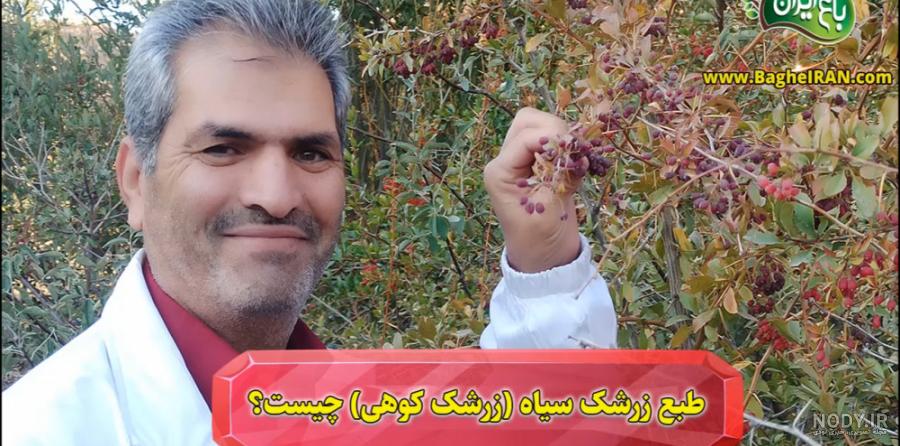 عکس زرشک کوهی - عکس نودی