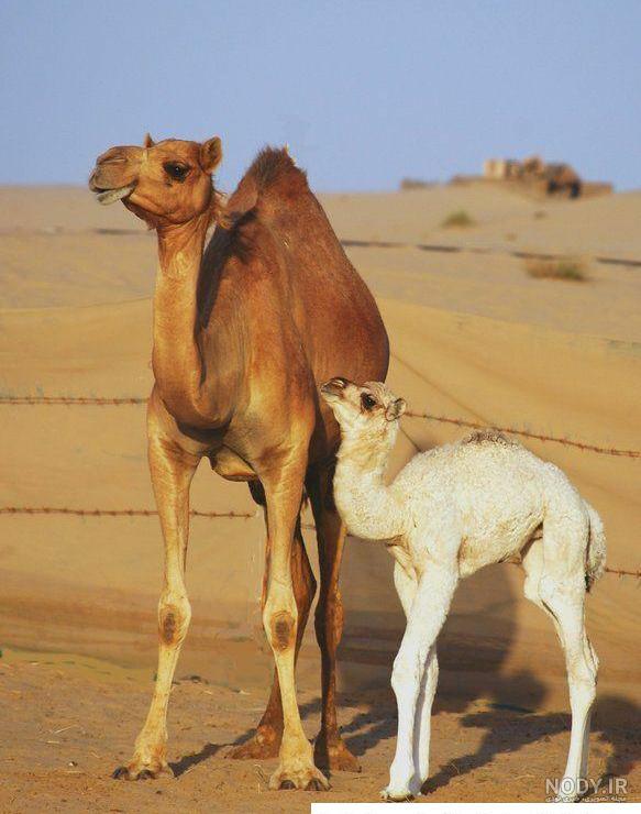 عکس شتر انیمیشن ️ [ بهترین تصاویر ]