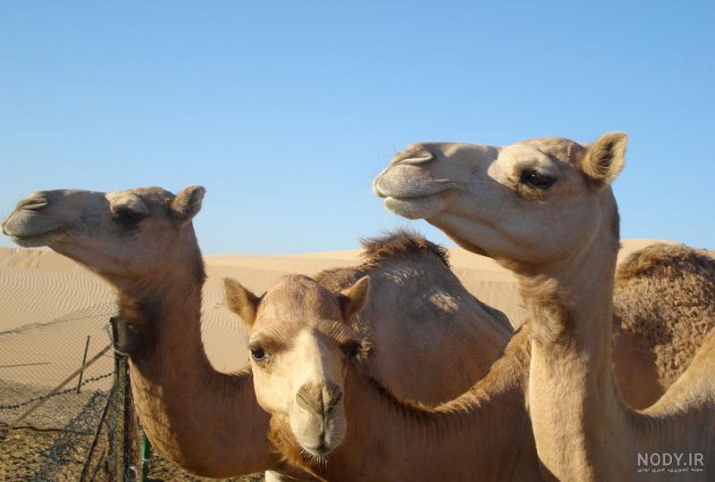 عکس شتر و بچه شتر ️ [ بهترین تصاویر ]