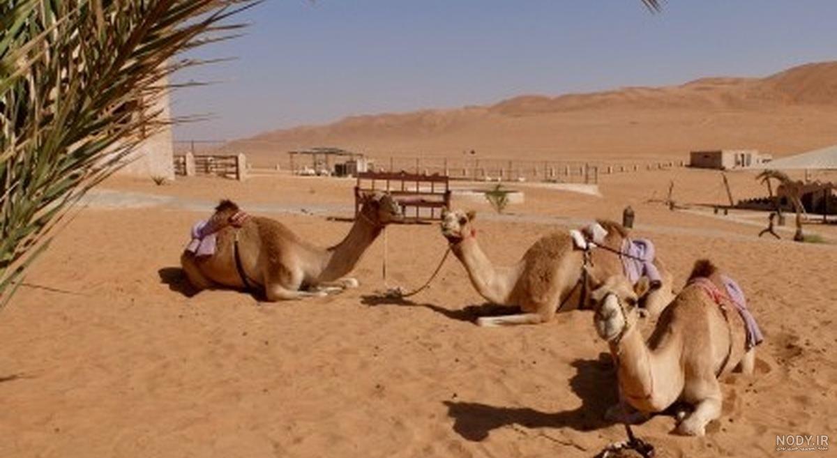 عکس طنز شتر ️ [ بهترین تصاویر ]