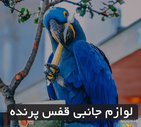 عکس طوطی تو قفس عکس طوطی تو قفس