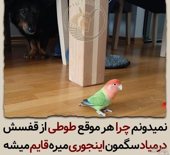 عکس طوطی قفس