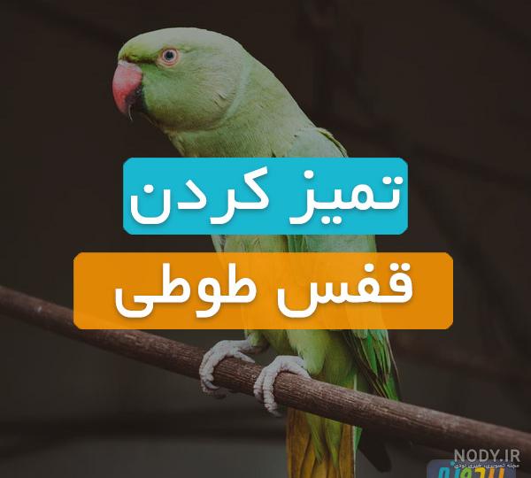 عکس طوطی در قفس عکس طوطی در قفس